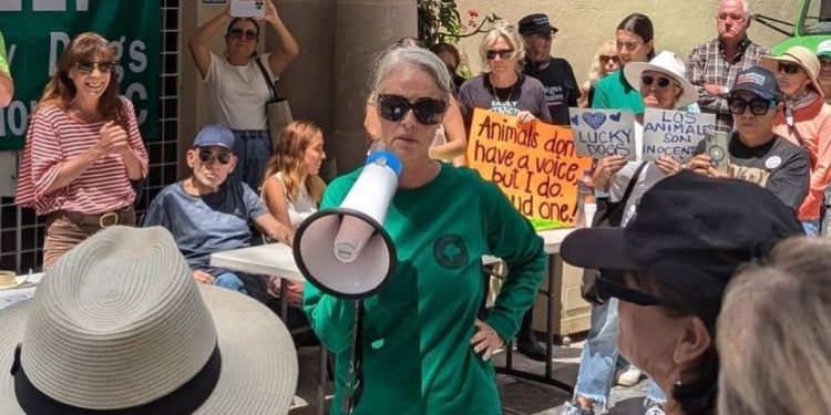 Activista de Sonora señala al gobierno de Guanajuato por omisión en caso de refugio animal en San Miguel