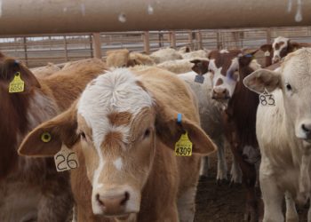 Regresa a su hábitat osa rescatada que estuvo atrapada más de 36 horas en un pino de Agua Prieta