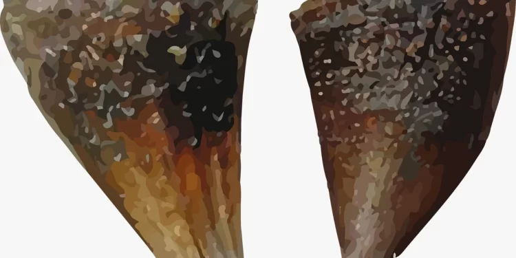 Publican nuevos periodos de veda para el callo de hacha en Sonora