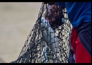 Establecen nuevas vedas de pesca en México: estas son las especies protegidas