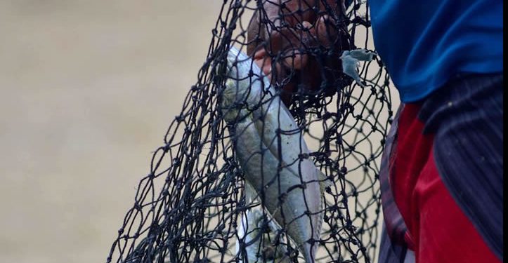 Establecen nuevas vedas de pesca en México: estas son las especies protegidas