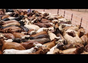 SADER abre convocatoria para que pequeños y medianos productores puedan adquirir sementales