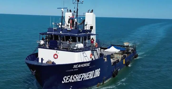 Arranca Crucero de Observación Vaquita Marina 2025