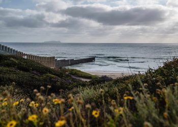 Pone muro fronterizo polinización en jaque