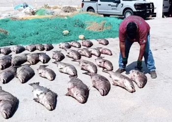 Investigadores de UCSB: Totoaba cultivada podría frenar la caza furtiva