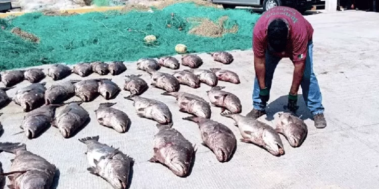 Investigadores de UCSB: Totoaba cultivada podría frenar la caza furtiva