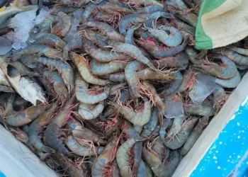 Inicia pesca de camarón en hábitat de la vaquita marina, con redes ilegales