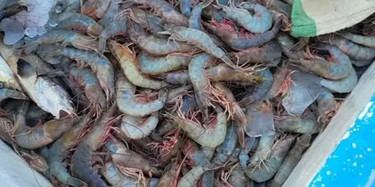 Inicia pesca de camarón en hábitat de la vaquita marina, con redes ilegales