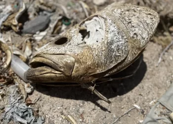 Europa solicitará embargo comercial contra México por falta de protección a vaquita marina