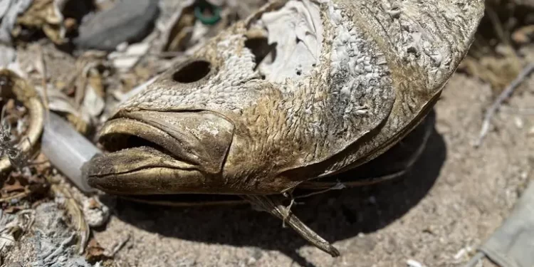 Europa solicitará embargo comercial contra México por falta de protección a vaquita marina