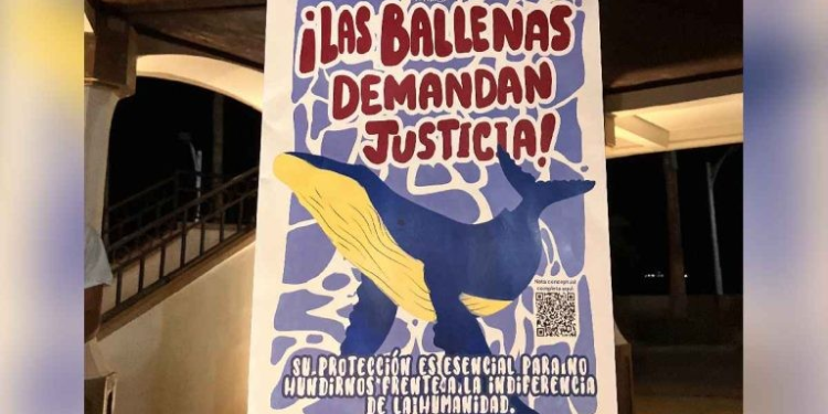 Juez admite demanda histórica por las ballenas del Golfo de California; ONG confirma que lleva el litigio