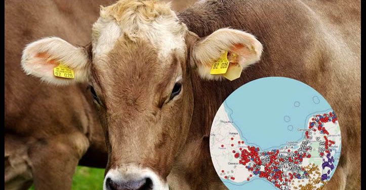 De 1 a 6 mil; así han crecido los casos de gusano barrenador en la frontera sur de México