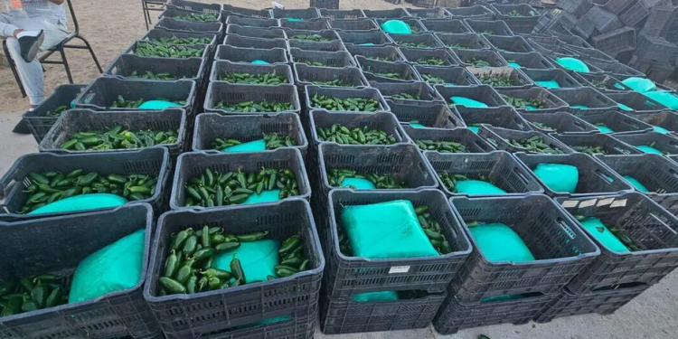 Ejército decomisa más de una tonelada de droga en Sonora