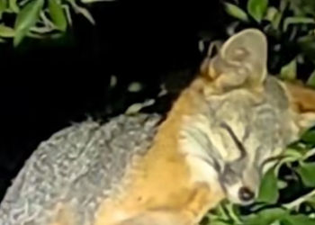 Encuentra zorra gris un nuevo hogar en Hermosillo