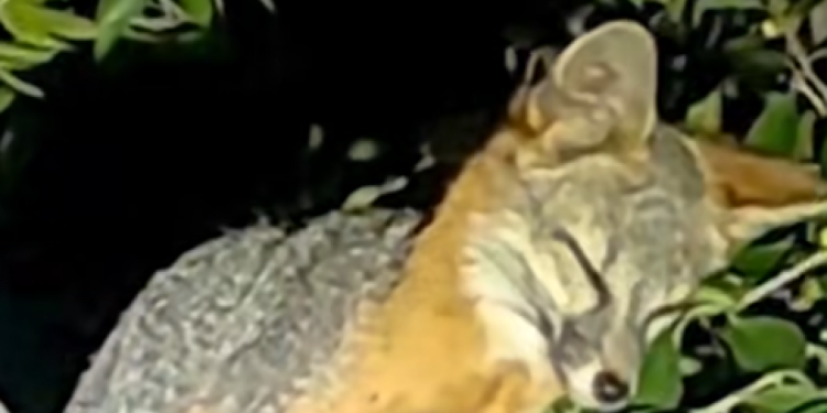 Encuentra zorra gris un nuevo hogar en Hermosillo