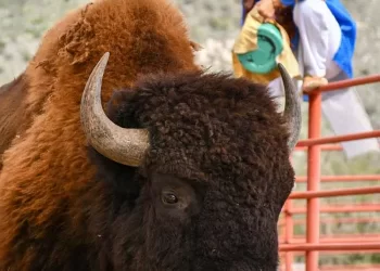 El bisonte llega a Cuatro Ciénegas