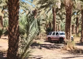 Recolectores de Dátiles Cayeron de Cuatro Metros de Altura en San Luis Río Colorado; Esto Pasó