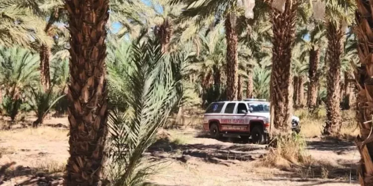 Recolectores de Dátiles Cayeron de Cuatro Metros de Altura en San Luis Río Colorado; Esto Pasó