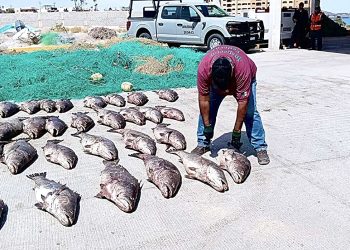 La acuicultura del totoaba: una solución para frenar el furtivismo y proteger especies en peligro