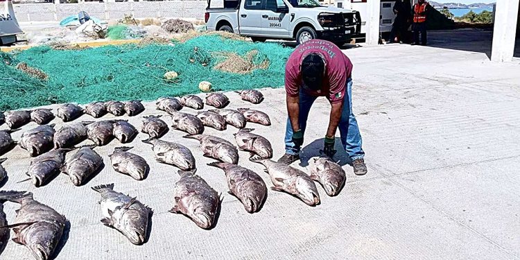 La acuicultura del totoaba: una solución para frenar el furtivismo y proteger especies en peligro