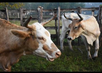 Industria de carne en México, en busca de nuevos mercados ante cierre de Estados Unidos