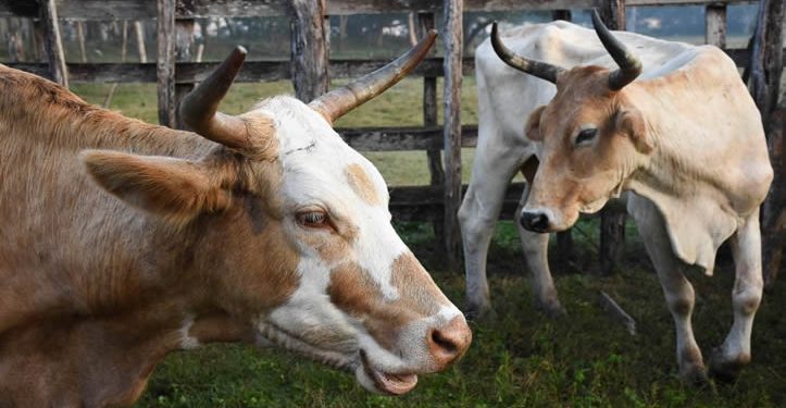 Industria de carne en México, en busca de nuevos mercados ante cierre de Estados Unidos