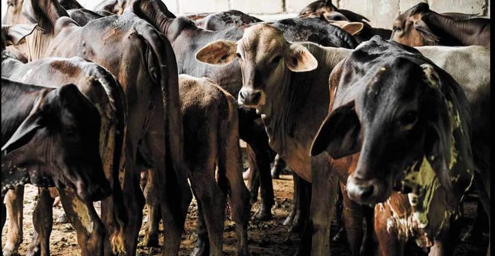 Liberan más moscas contra gusano barrenador