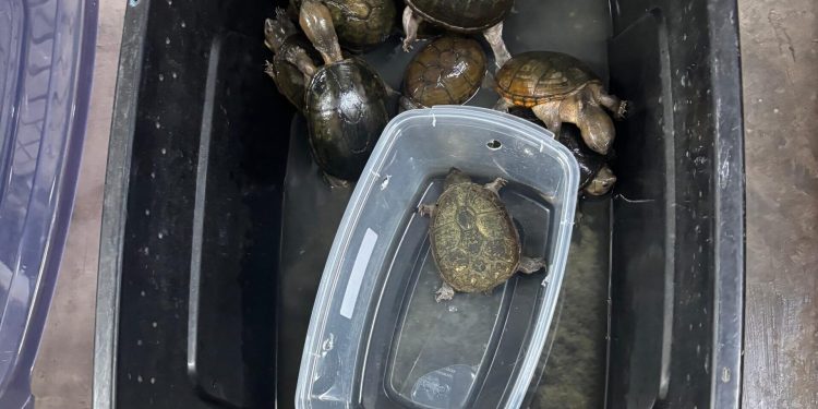 Operativo federal detiene a traficante de totoaba