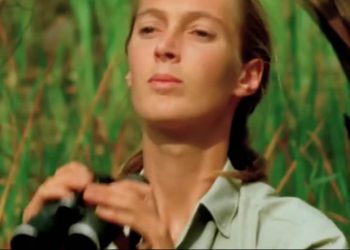 Jane Goodall, primatóloga admirada, muere a los 91 años