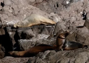 Detienen a sujeto que lanzó una granada contra policías de Sonora