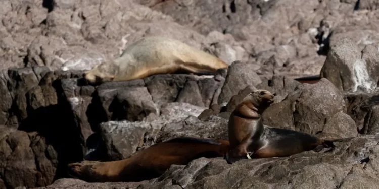 Detienen a sujeto que lanzó una granada contra policías de Sonora