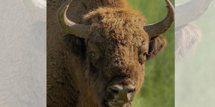 Fundación Pro Cuatrociénegas lucha por reintroducir el bisonte en México