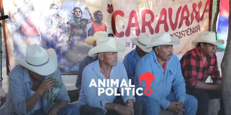 Prohíben capturar medusas pequeñas en Sonora: nueva medida busca proteger la especie