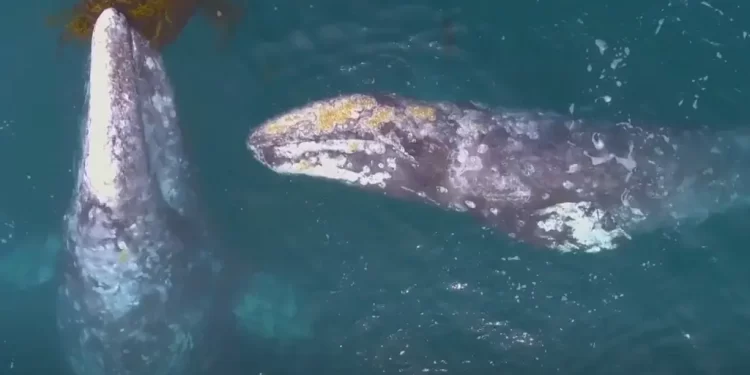 Autoridades Federales Revisan Viabilidad de Proyecto Saguaro Energy