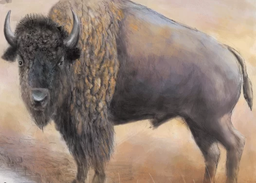 Aquí hay un vistazo al bisonte americano, una de las mejores historias de conservación