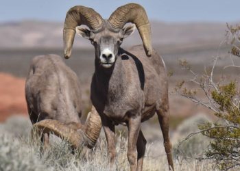Presentarán en el Congreso Mundial de la Naturaleza de la UICN proyecto sobre el Borrego Cimarrón del Desierto