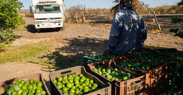Pelean el limón cinco cárteles