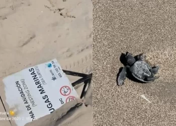 Crías de tortugas mueren mientras vandalizan letreros en Sonora