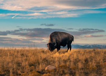 Confirmado: esta criatura extinta de 9.000 años fue hallada intacta y la ciencia planea resucitarla