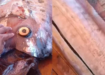 Pescadores cortan pez del fin del mundo y muestran carne similar al callo de hacha: ¿Se puede comer?