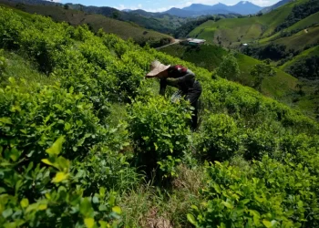 Bolivia lucha para recuperar la hoja de coca del estigma