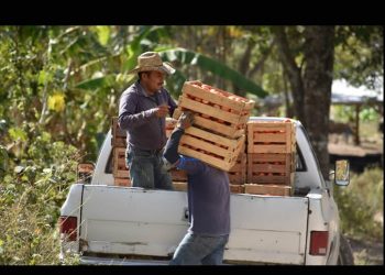 Extorsión eleva precios de algunos alimentos hasta 20 por ciento: Consejo Nacional Agropecuario