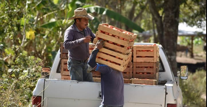 Extorsión eleva precios de algunos alimentos hasta 20 por ciento: Consejo Nacional Agropecuario
