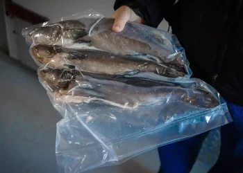 Diputada exige abrir mercado de totoaba