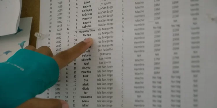 Organizaciones denuncian obstáculos legales para rescatar lobos marinos enmallados en Baja California Sur