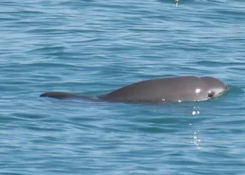 Confirman nacimiento de cría de vaquita marina: la especie sigue viva y reproduciéndose