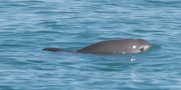 Confirman nacimiento de cría de vaquita marina: la especie sigue viva y reproduciéndose