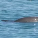 Confirman nacimiento de cría de vaquita marina: la especie sigue viva y reproduciéndose