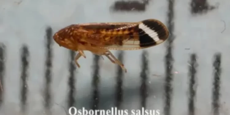 EU detecta plaga ‘nunca antes vista’ proveniente de México: esto sabemos del Osbornellus salsus