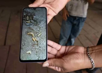 México Activará Plantas que No se Han Usado en el Mundo contra Gusano Barrenador